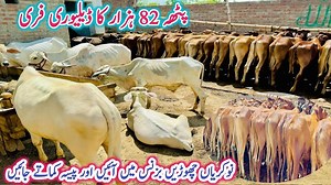 91K views · 2.1K reactions | Started To Low Investment Business ideas | Small Business Bachra(Calf) Farming | Bachra Mandi | Business talks official | Facebook