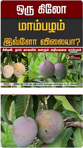 ஒரு கிலோ மாம்பழம் இவ்ளோ விலையா? | Mango Price