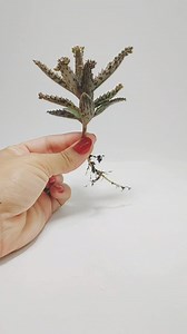 253K views · 9.2K reactions | El Kalanchoe. Toda una tremenda planta que crece donde nadie la llama. Usé su cataplasma y me gustó mucho. Muchos la consumen a diario . Y vos? La conoces? | lapitonisa.ar | Facebook