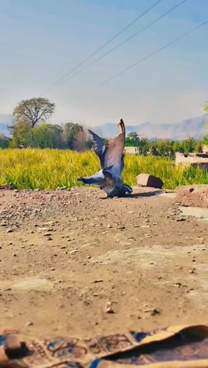 #ppppppppppppppp #ppppppppppppppp #ppppppppppppppp