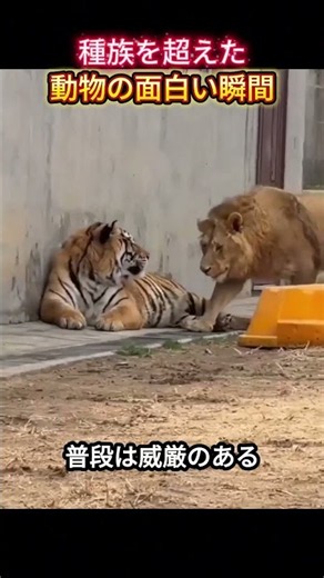 種族を超えた動物の面白い瞬間まとめ！#shorts #面白集