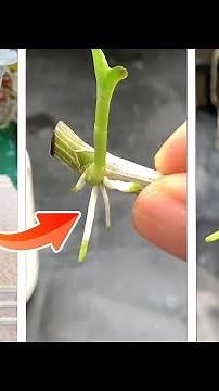 3 Great ways to propagate orchids from cuttings