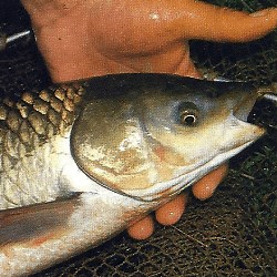 Graskarpfen, ein Fleißiger Krautfresser, schwierig zu fangen
