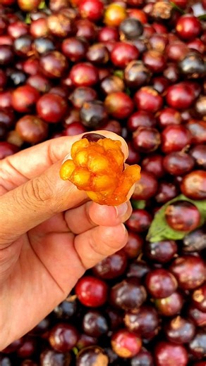 The Most Mouth Watering Fruit Coffee Plum | Indian Plum | Lukluki Fruit | Tipa Fol