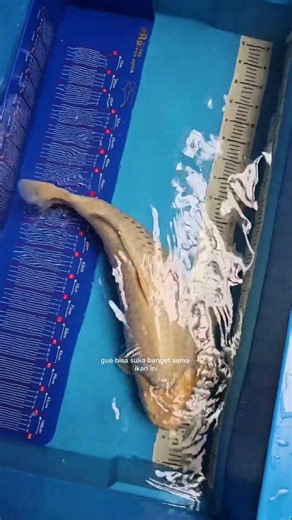 Ini alasannya ikan koi jadi favorit kita #koi #koifish #ikankoilokal #koipond #ikankoi