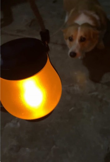 I got this gorgeous LED lantern camping light from the TikTok shop and last time I posted this video it sold out within 48 hours. It is finally back in stock and it is going to sell out again. #CampLight#LEDflamelight #OutdoorLighting #SolarLEDLight#ViralLanternlight