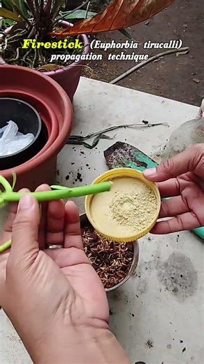 Fire stick propagation technique #stemcutting #gardening #tipsntricks #plantpropagation