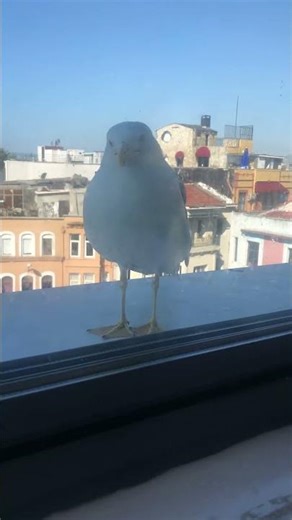 Why’s he looking at me like that #seagull #weird