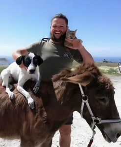 Me mudé aquí para estar solo, para escapar del bullicio de la gente. Sin Internet, sin vecinos, sin el ruido del tráfico—solo viento, polvo y el Mediterráneo, vasto y tranquilo, como un secreto guardado por años. Ese era el objetivo: desaparecer del radar, vivir fuera de la vista de todos. Pero entonces llegaron. Primero fue el burro, desordenado y testarudo, claramente acostumbrado a imponer su voluntad. Un día simplemente apareció en mi propiedad, como si fuera suya, se quedó junto al cobertiz