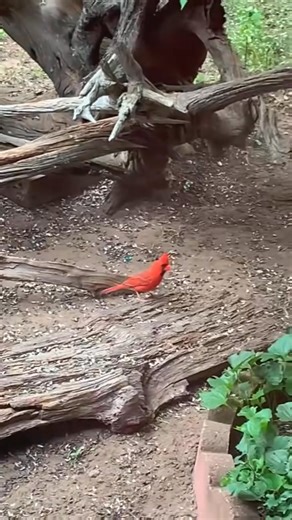 106 reactions · 35 comments | Male Northern Cardinal and Ruby throated Hummingbird 9/23/25 ❤️‍⬛ | Kelly Lynn Mitchell | Facebook