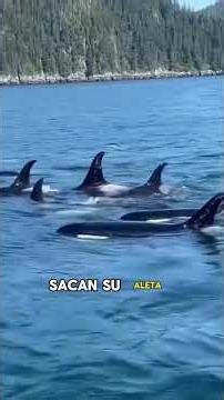 Someone asked why killer whales don’t attack humans?#animals #Friendship #Us #killer whales