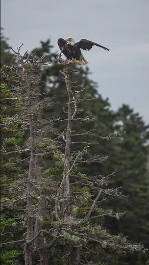 Paid content for The Maine Office of Tourism.