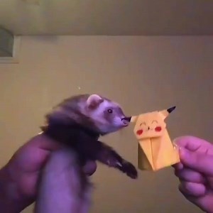 115K views · 9.6K reactions |  | • Animais Fofos • | Facebook