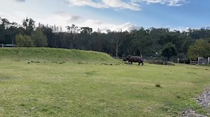 How fast can you run? 🏃‍♂️🏃‍♀️👟 Rhinos can run at a top speed ranging from 40 to 55km/h (25 to 34 mph). 🦏 Jabari, the Southern White Rhino had a case of the zoomies and just needed to go for a short gallop #southernwhiterhino #whiterhino #rhino #mogowildlifepark | Mogo Wildlife Park