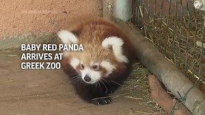 Baby Red Panda arrives at Greek Zoo