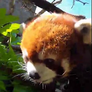 Happy Moshu Monday! | Oregon Zoo