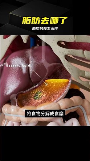 脂肪究竟去哪了？80%竟變廢氣！真相太硬核 #脂肪代谢，减肥原理，二氧化碳，呼吸，气