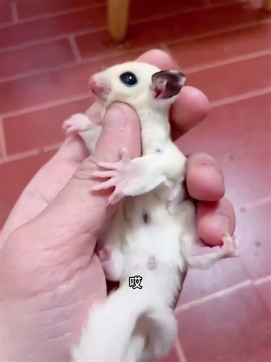Can pets talk? #Sugar Glider #Cute Pet Debut Plan #Cute Pets Come to Life