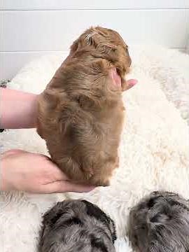 Rose & Bernard’s Cavapoo Puppies | 3-Week Update 🐾