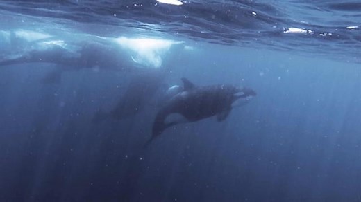 Orcas, Once Hunted and Now Beloved, Are in Danger