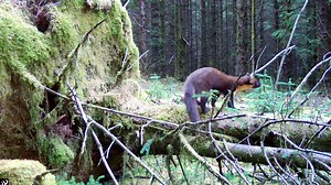 41K views · 1.1K reactions | Beasts of the Bannau ⛰️ Critically...