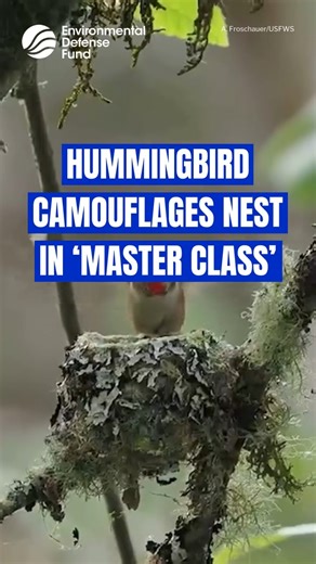 ICYMI: The U.S. Fish & Wildlife Service spotted this hummingbird building a 2-inch-wide rufous nest at Billy Frank Jr. Nisqually National Wildlife Refuge in western Washington state. The nest uses moss (or other soft plant material), and is held together with spider web and camouflaged with lichen, per USFWS, who called it a "hummingbird master class on nest concealment and feeding basics." According to Audubon, "studies point out some new potential challenges to migrating hummingbirds, such as 