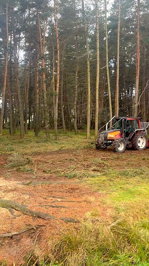 1.1K views · 145 reactions | Chantier en cours dans la pinède : les...