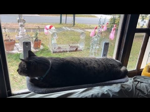 Cat window perch for cozy lounging and sunny spot naps