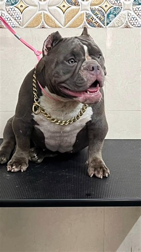 exotic micro american bully dog for sale in telugu +91 63051 33425 BGS pets