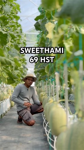 Hami melon ready to harvest #melongarden #hydroponicmelon #agriculture