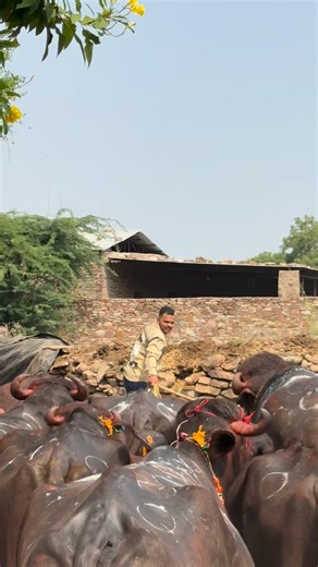 Aakash Poswal on Instagram: "#deewalivibes🔥2k25❤️🪔 #viral #trending #gurjar #reelitfeelit #foryou #reel #explore #tredingreels #viralaudio #gurjarswag"
