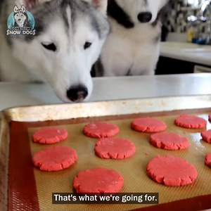 Making Dog Macarons With the Huskies | Dog Treat DIY 🍪 | Gone to the Snow Dogs