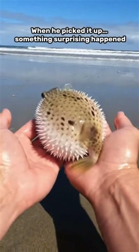 Watch This Puffer Fish Inflate When He Picks It Up…