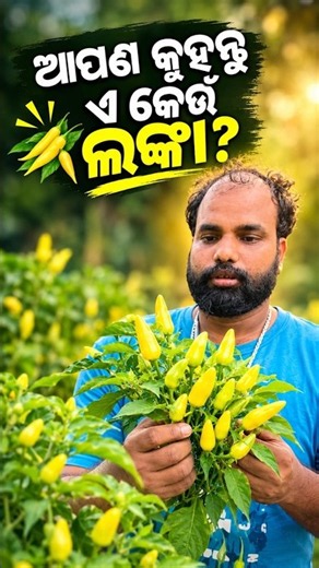 ୟେ କେଉଁ ଲଙ୍କା ? #chilly #plants # #efarmingodisha #efarmingagrokart #agriculture #exoticvegetables