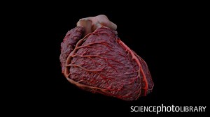 34 reactions | Animation of the Left Anterior Descending Artery....
