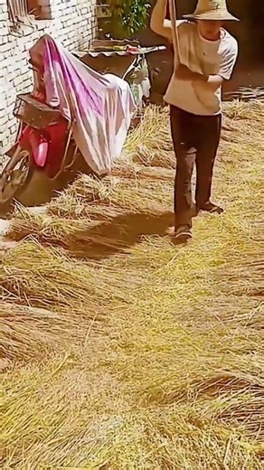 unique way to thresh the harvested rice #shorts