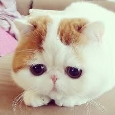 Few people care about Meow Meow so sad face #meow #cats #funnycats | Meow Meow