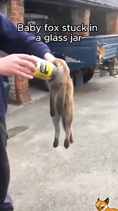 1.6M views · 499 reactions | Rescue of a baby fox whose head got...