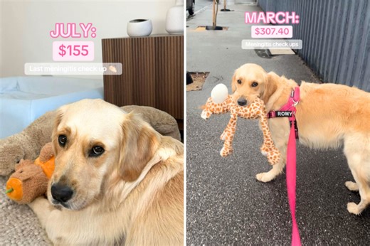 How much golden retriever's vet bills cost in 2025—And it's eye-opening