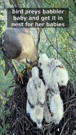 14K views · 177 reactions | bird preys babbler baby and get it in nest for her babies #motherbird #wildlife #viralvideo #reviewbirdnest #birdphotography #birdnest | Brid Feed | Facebook