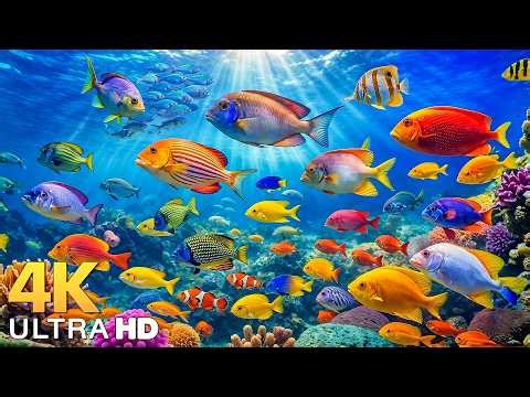 AQUARIUM 4K (ULTRA HD) - Beautiful Fish Swimming & Colorful Sea Life Video 🐠 Deep Sleep Music #3