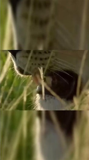 #wildlifeentertainment #animals #animallife #wildanimals #lion #wildlife