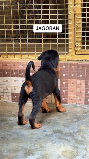 7 Weeks old Boy 🐾 JAGO VOM DARK STORM 🐾 SIRE: ⚡ Rizor Ri Mobby Dick ➡️ (Duncan Rott Kingdom × Mazzola Ri Mobby Dick) DAM: 💎 Kim Ri Mobby Dick ➡️ (Dolcagabano Vom Tennafield × Maxzola Ri Mobby Dick) #rottweilerpuppy #fyp | Super Quality Kennels
