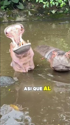 Este Hipopótamo Tenía Mucha Hambre 🦛😂 #shorts