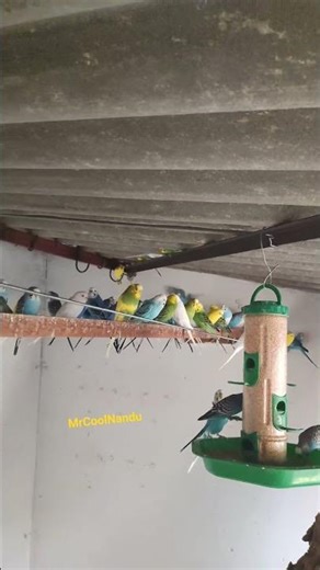 बजरी चिड़िया का घर और परिवार, 🥰 #birds #lovebird #parrot #petbird #parrotbeak #budgie
