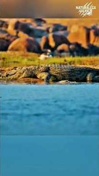 Unrivaled hunter, the crocodile🐊