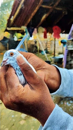 This pigeon's results will make your head spin 🤯 #shortsvideo #pigeonhouse #youtubeshorts #pigeon...