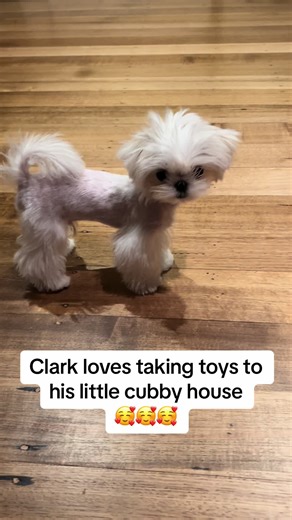 Energetic Maltese Pup Enjoys Fetch Fun | Clarky