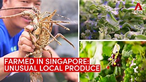 23K views · 363 reactions | Lobster, grapes and ice plants, anyone? They’re all being farmed right here in Singapore. We got a taste of some of the produce. Read more: https://cna.asia/3EVyKvZ | CNA | Facebook