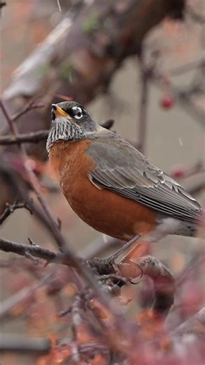 The sounds of a Robin and rain #robin #birds #wildlife #nature #nuts_about_birds
